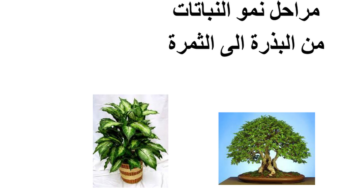 مراحل نمو النباتات 2 1 Google Slides