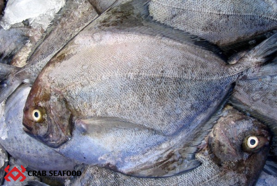 Tìm Hiểu Về Cá Chim Trắng Biển. Mua Cá Chim Trắng Ở Đâu Chất Lượng? - Crab Seafood