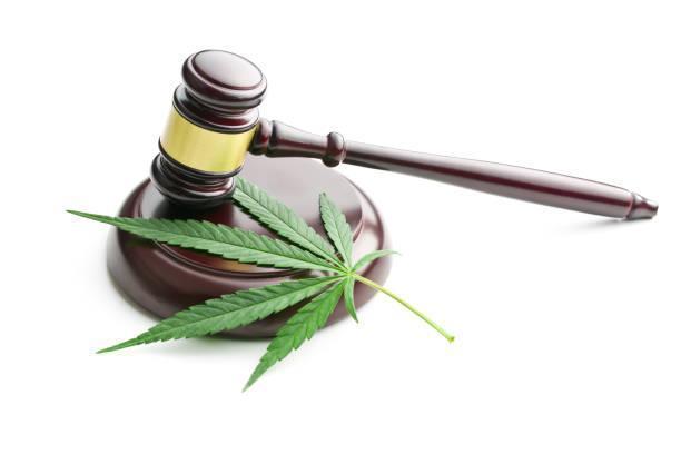 cannabis leaves the cannabis leaf and judge gavel marijuana legal stock pictures, royalty-free photos & images