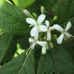 Pavetta indica