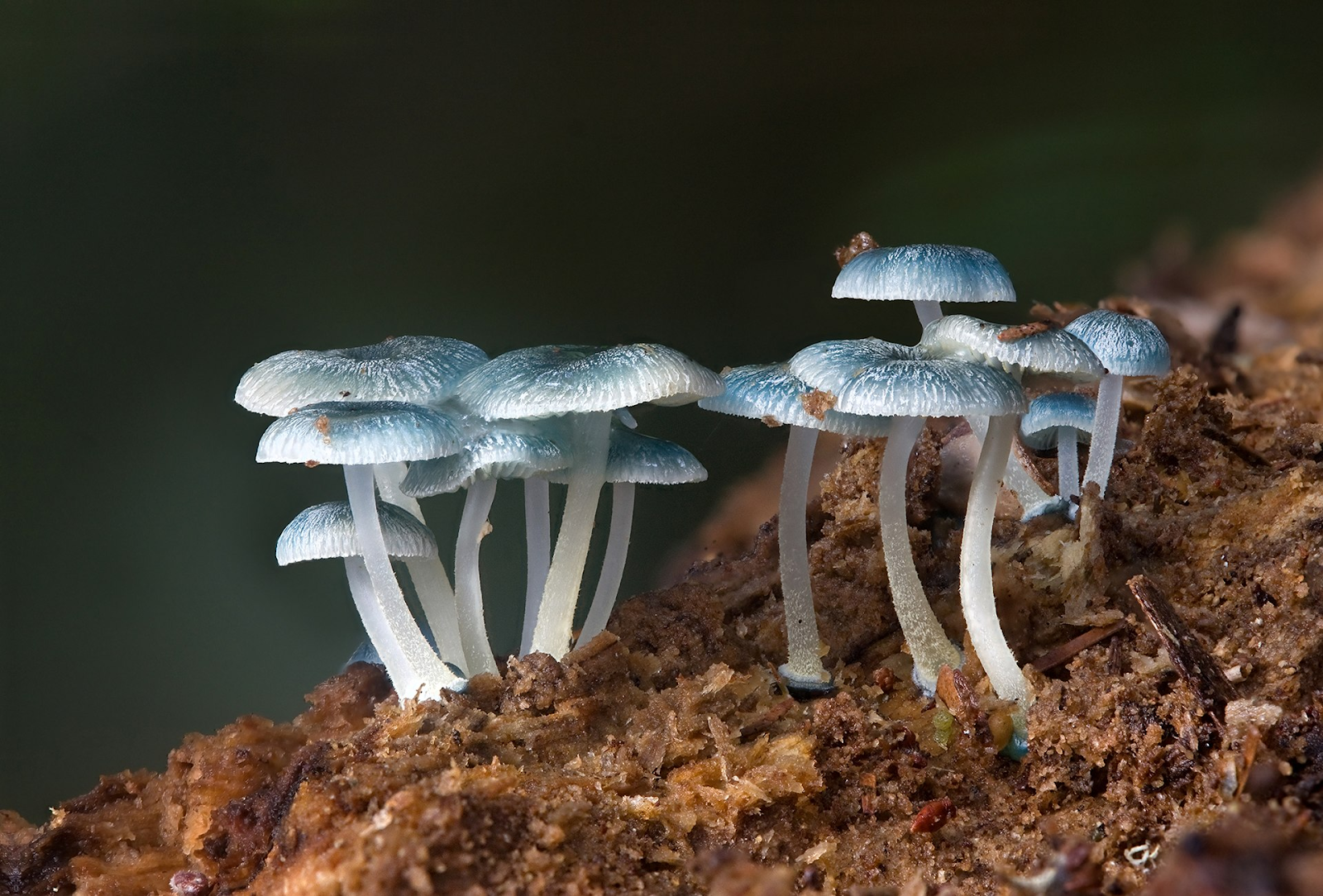 Three clumps of small mushrooms that are light blue on the caps and white elsewhere are shown coming out of some soil.