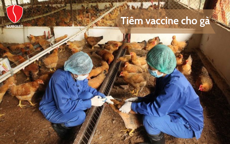 Tiêm vaccine cho gà