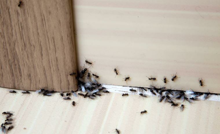 Eco-Friendly Method to Get Rid of Ants Permanently