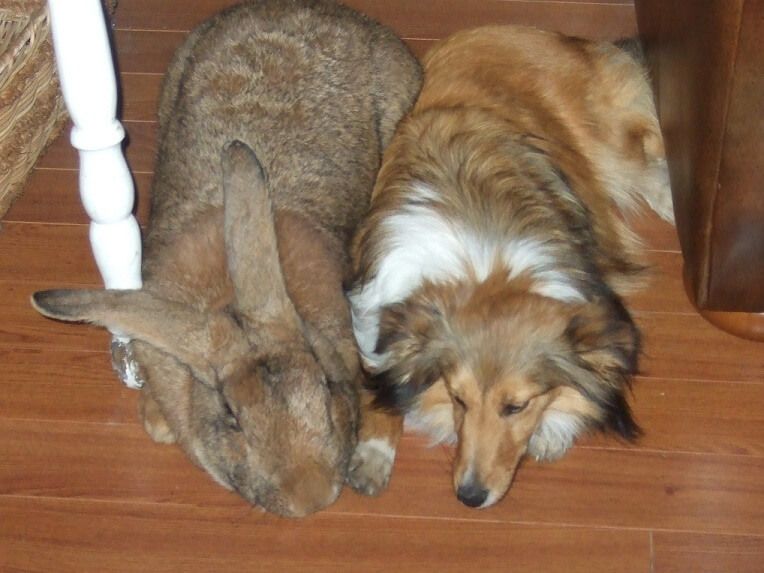 yellow continental giant rabbits