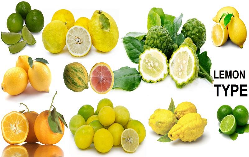 D:\Amar\Amar\BLOGSSSS\Blog! APRIL 2018\Health is Wealth- Home made weight loose tips\Health is Wealth  The Power of Nature\To Email\need Edit\8) What does Warm Lemon Water do to your body\lemon Type Small.jpg