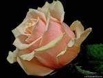 Цветок розовой розы