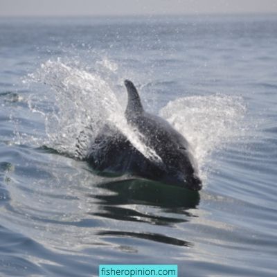 How long can a dolphin hold its breath