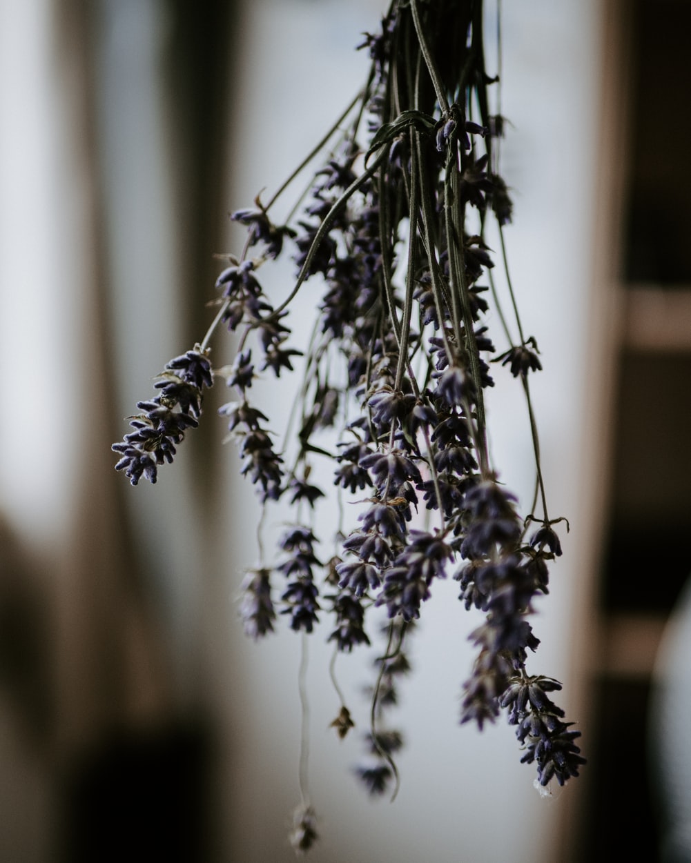 Lavendel schneiden (7 Tipps für Profis)