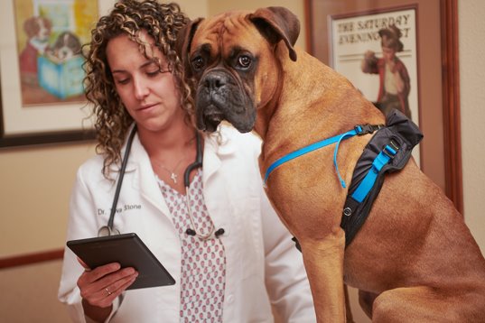Boxer wearing a MeasureON! harness, sitting next to a veterinarian who is in a white coat and looking at her tablet. 