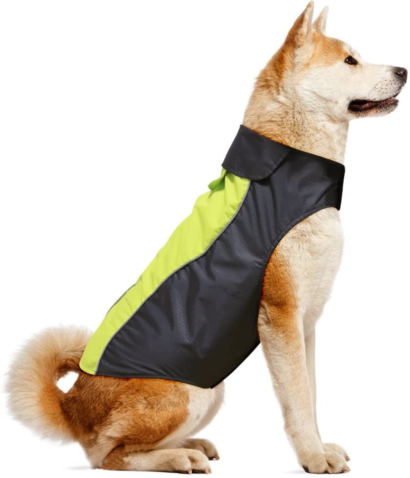 The Best Dog Running Gear Of 2023 4