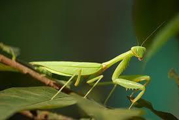 Diễn đàn rao vặt tổng hợp: Những loài côn trùng có ích bà con nông dân nên biết Nc8mWwSoE3qxLWNkqusLJjomyqSpkjzs3qoJ02e-RMaQyQ0D5V-dhKwVKQPr41OtigQ-AtGBvmMu2znVhcWGZFWOX4D98UouiVn-HV0NpAQOfAu0DJUC_Lrlatc0VxodUOERWNZx