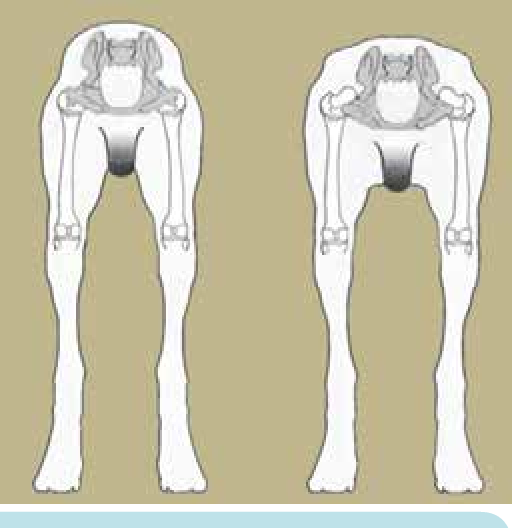 stance of dog with hip dysplasia