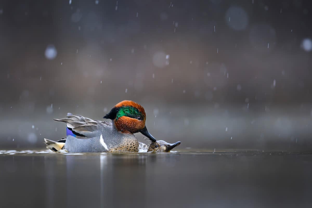 A male Green-winged Teal sits on top of a female in the water