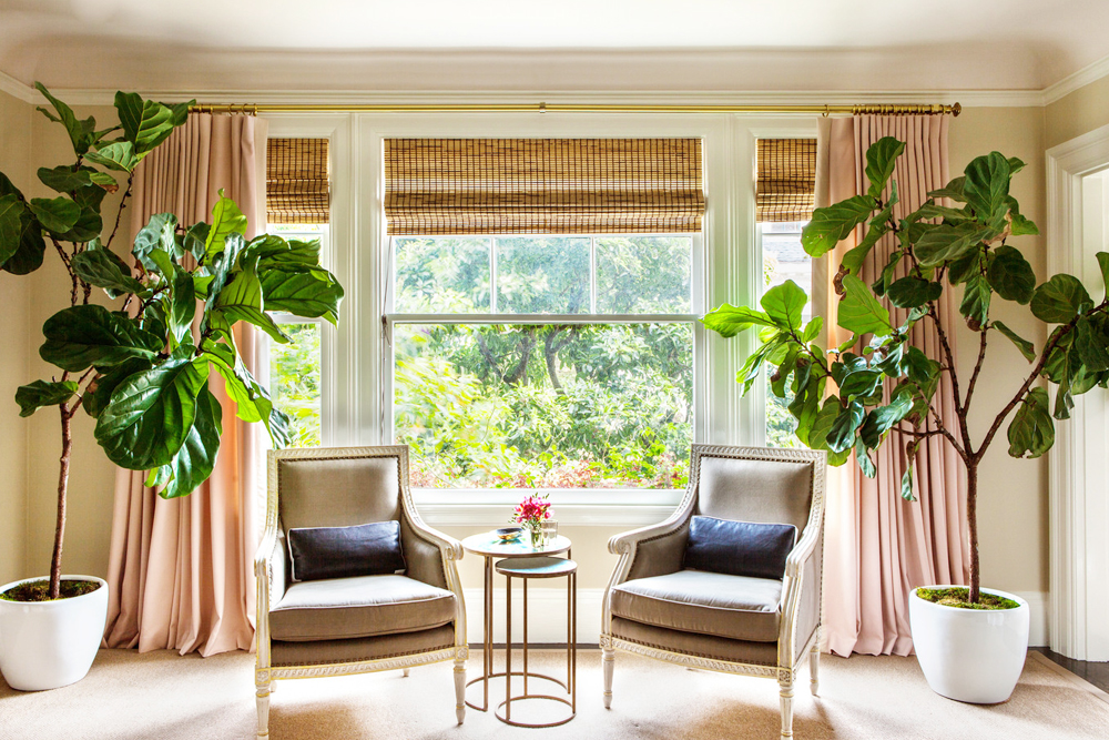 Fiddle leaf fig trees as the focal point in a living room