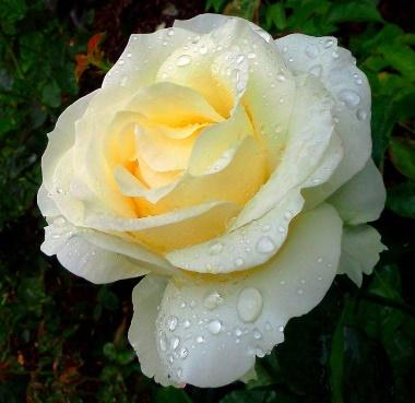 Chopin Rose by Randomness65535 | Rose, Flowers, Plants