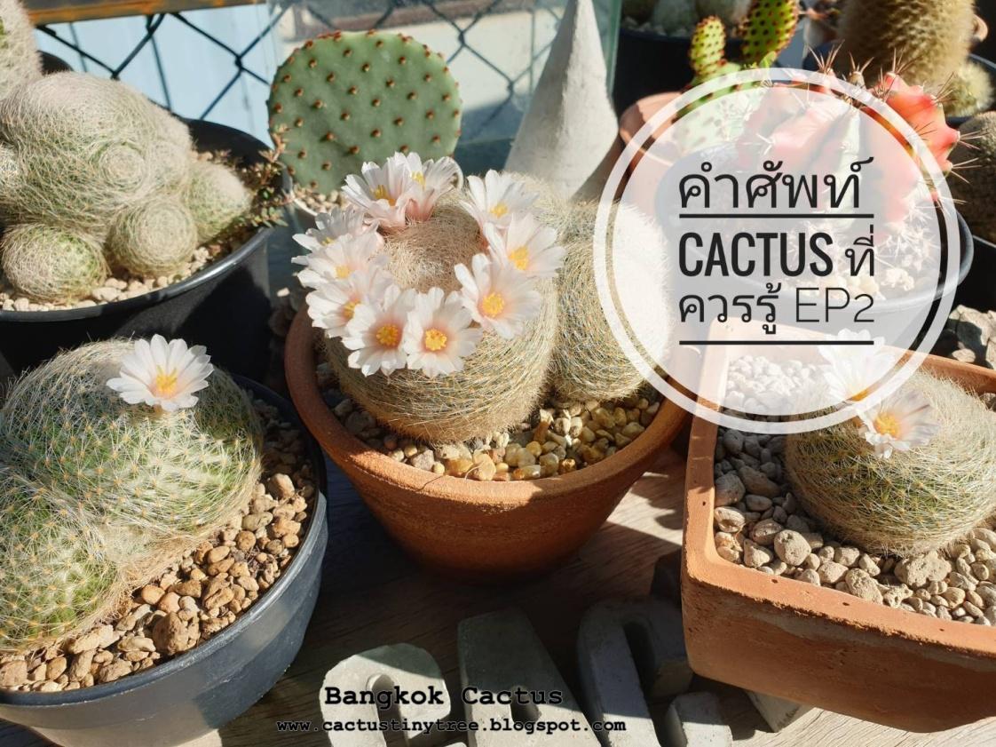 คำศัพท์ Cactus Epsisode 2