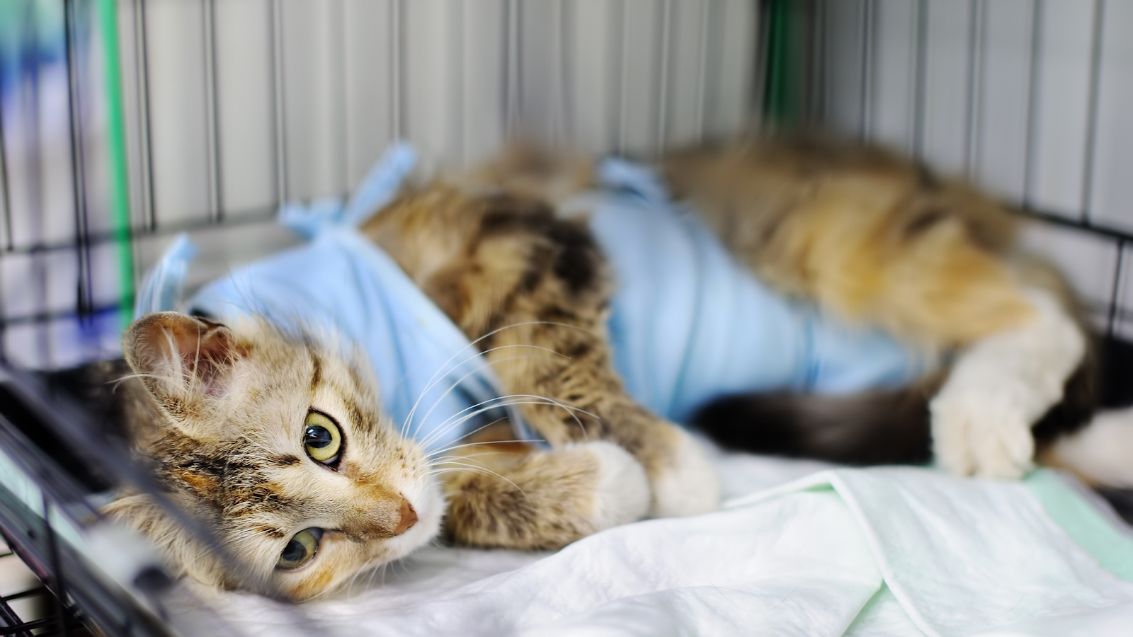 Treatment for cat wounds varies based on the lesion and the location.