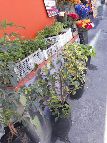 Opiniones de Florería Angel en Quito - Floristería