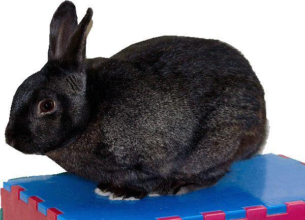 Image result for alaska rabbit
