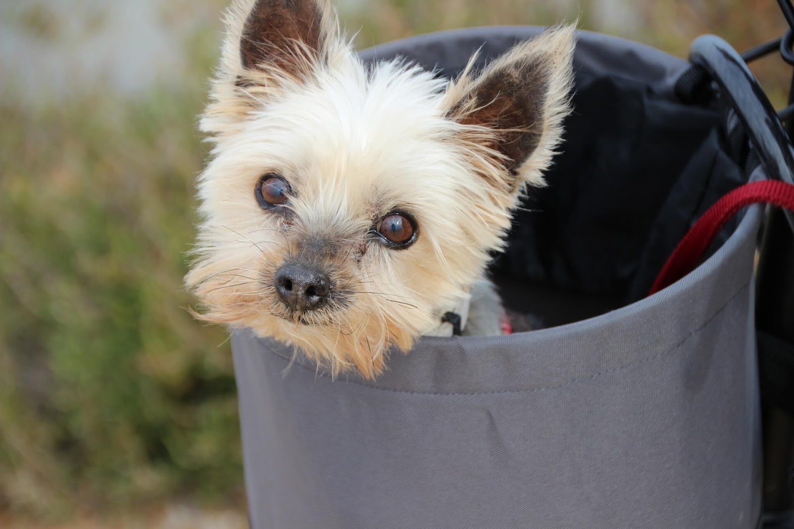 How Do Yorkies Show Affection?