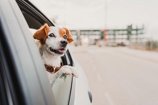 狗狗坐車時可設法讓牠放鬆心情