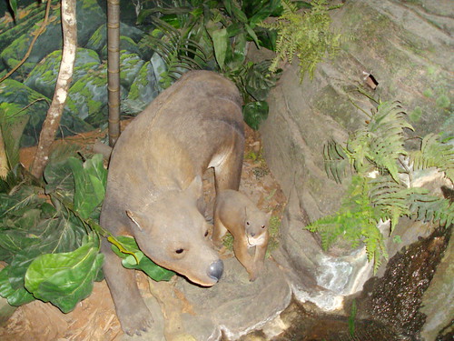 Riversleigh Fossil Museum in Mt Isa. Australian Megafauna from over 25,000 years ago in Queensland.