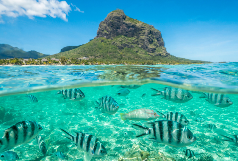 Tropical fish under waves on coral reef, Indian Ocean, Mauritius