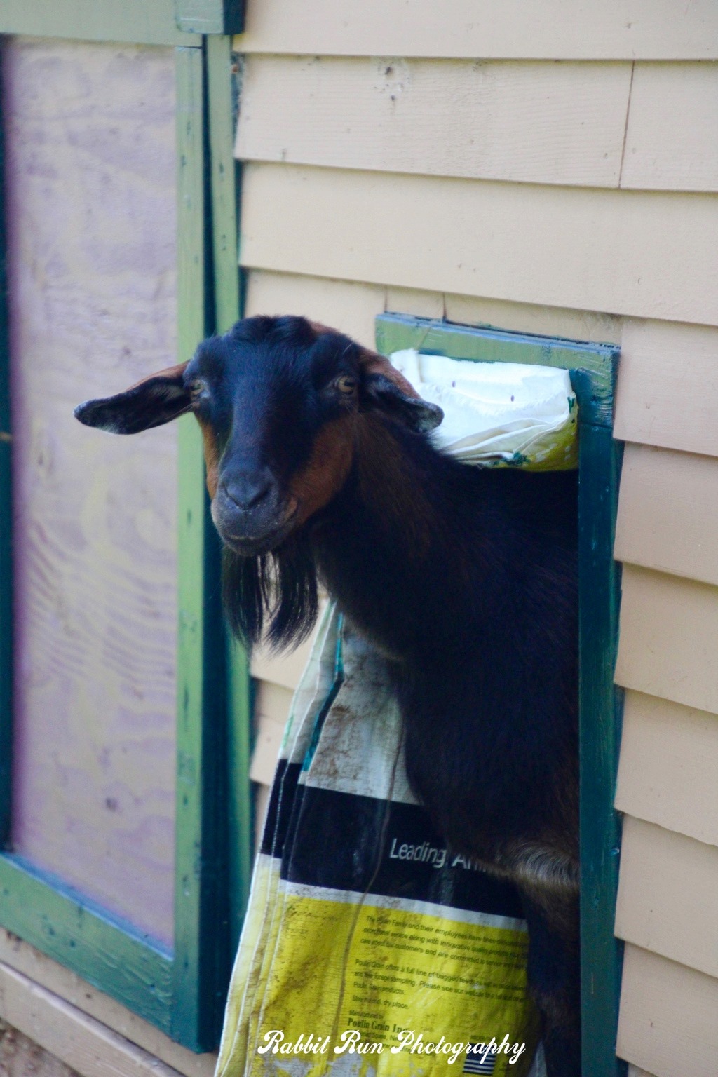 goat image