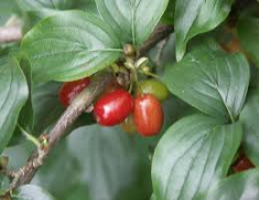 cornelian cherry