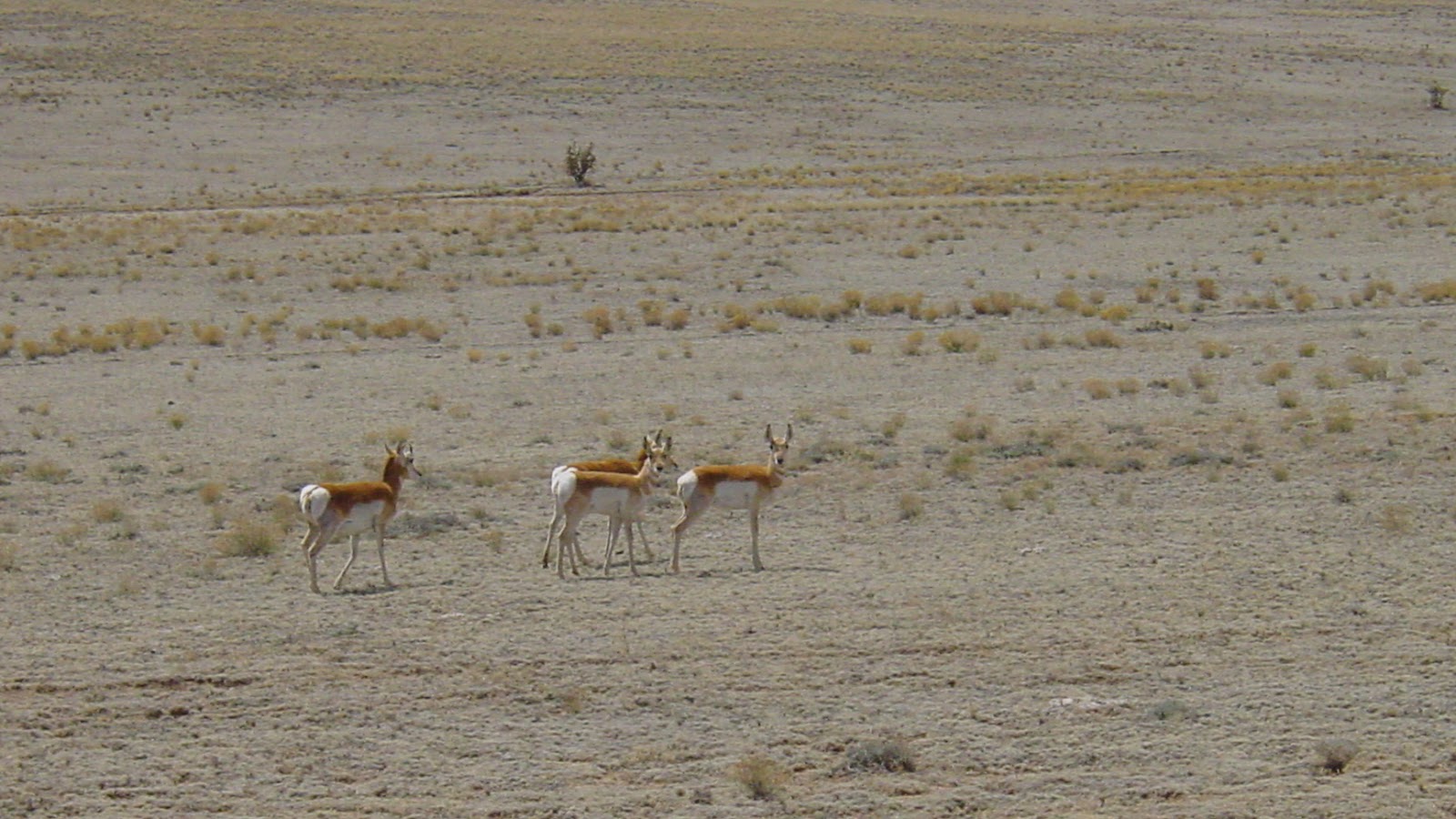 4 pronghorn in the distance. 