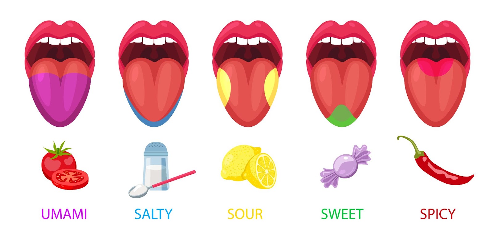 Foto që ilustron sythet e shijes te gjuha e njeriut. 