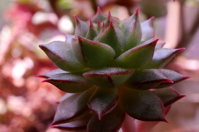 coral-aloe-with-pink-outline