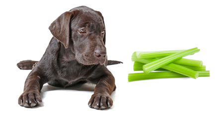 Can Puppies Eat Celery