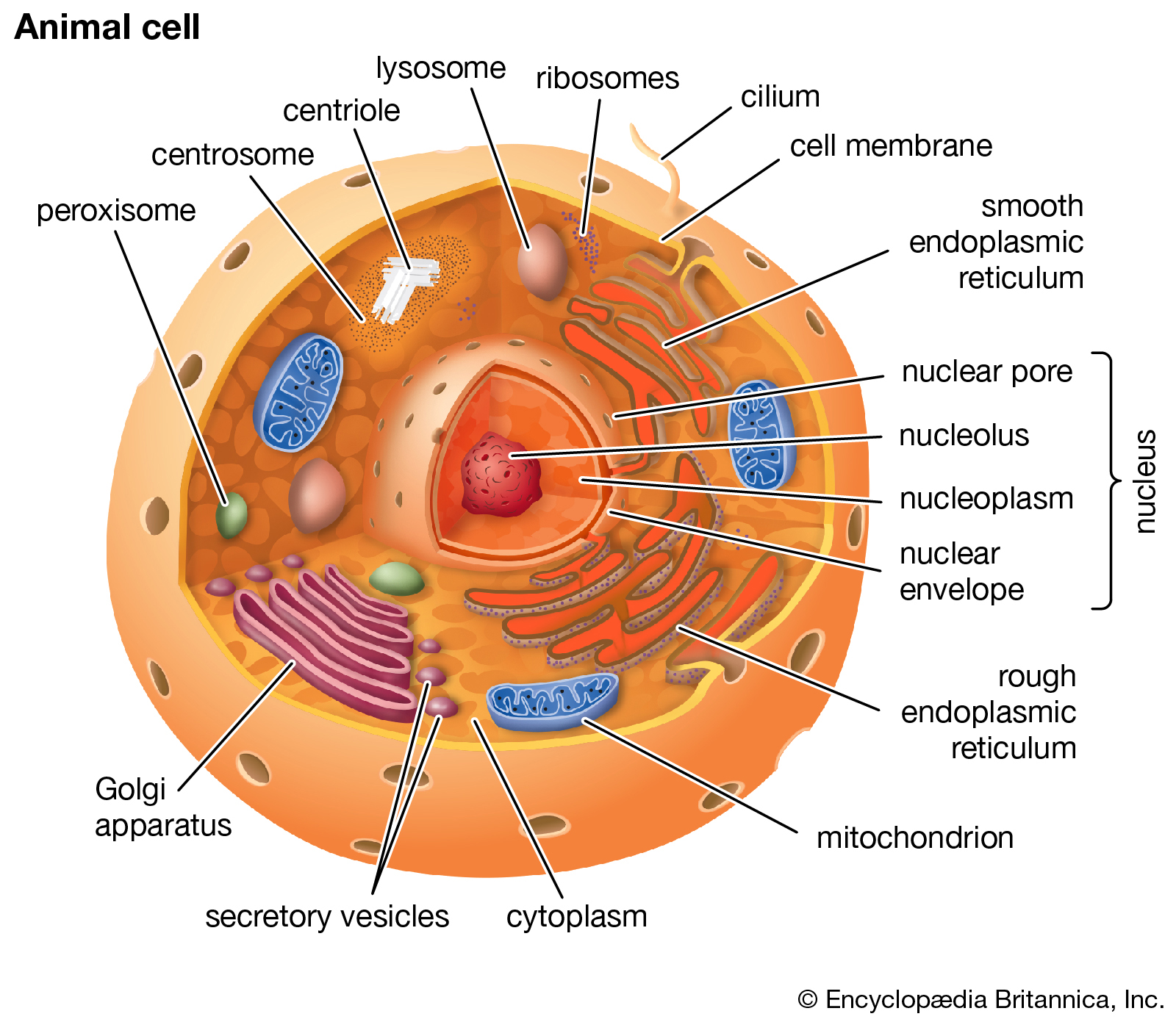 animal cell diagram and functions