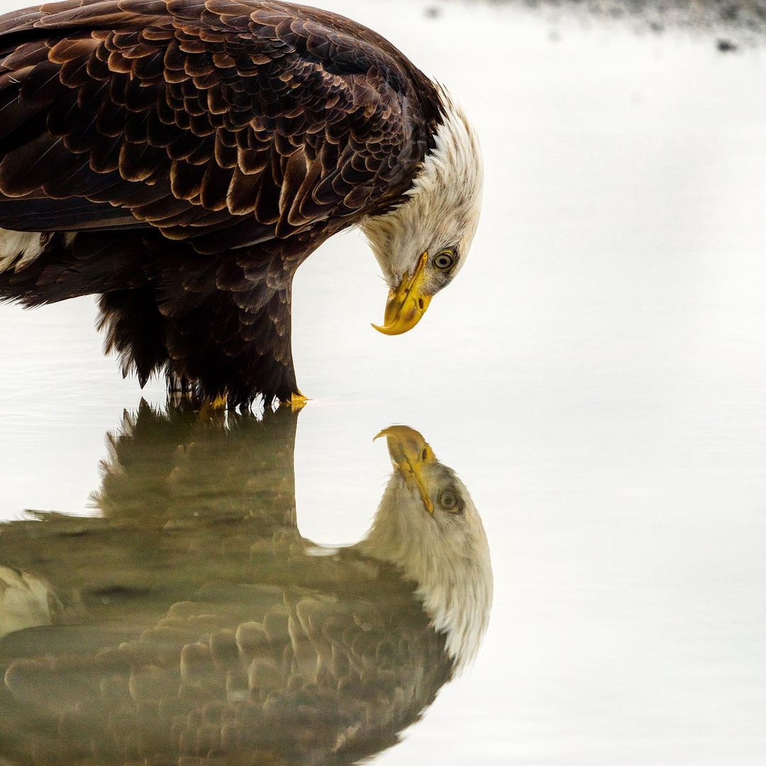 eagle looking at reflection in water