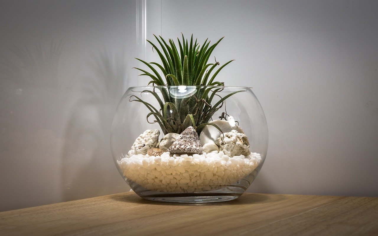 Air plant in glass bowl