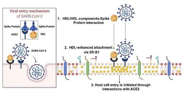 This graphic shows how cholesterol may be hijacked by SARS-CoV-2 to aid the infection of human cells. The virus binds to cholesterol and when cholesterol then attaches to its SR-B1 receptor on the surface of human cells, it brings the virus with it, which allows it to latch onto ACE2 allowing it to infect cells