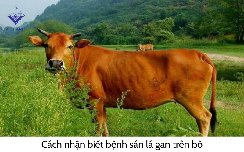 Cách nhận biết bò bị bệnh sán lá gan