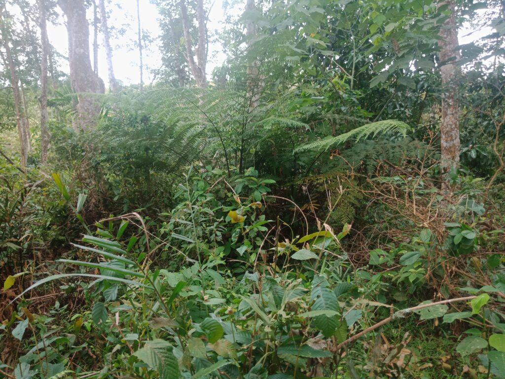 A picture containing tree, outdoor, plant, forest Description automatically generated