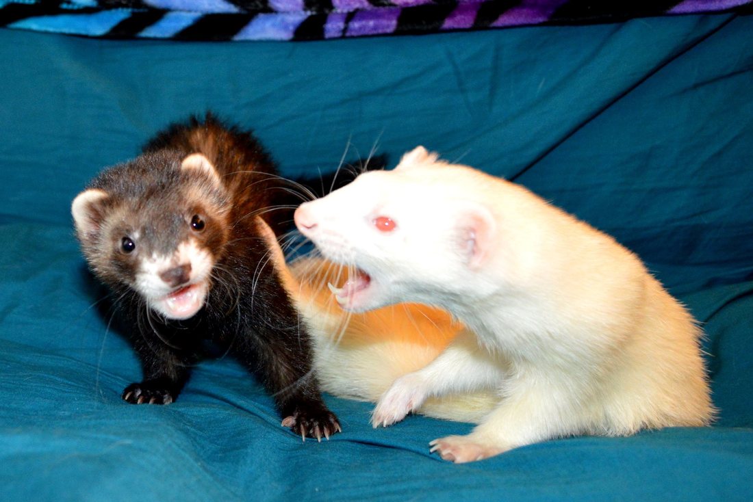 How To Stop Ferrets Biting