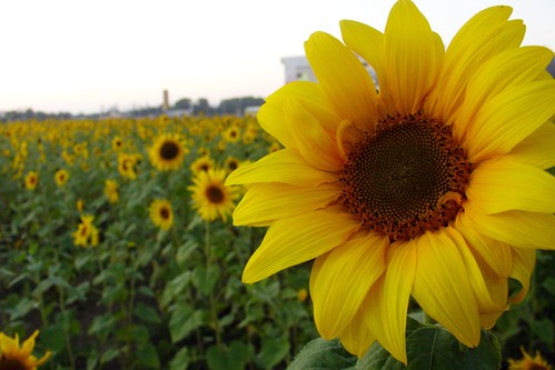 Are sunflowers easy to grow 2