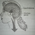 What is endocrine system?,diseases