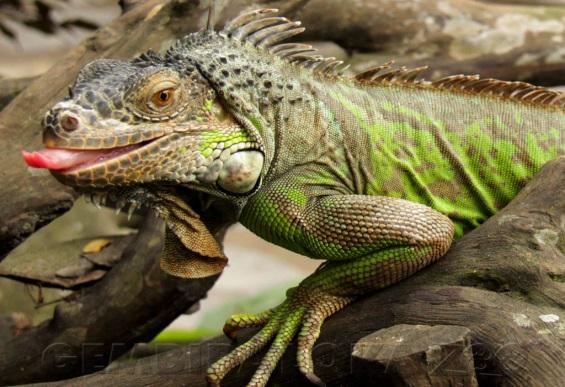 Resultado de imagen para squamata iguana