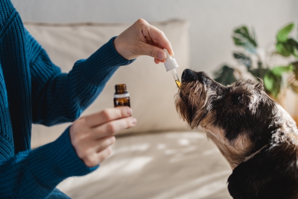 pet-dog-taking-cbd-hemp-oil-canine-licking-cannabis-dropper-anxiety-treatment