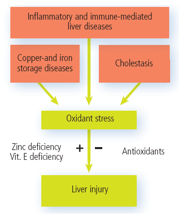 Etiology of oxidant stress in liver disease