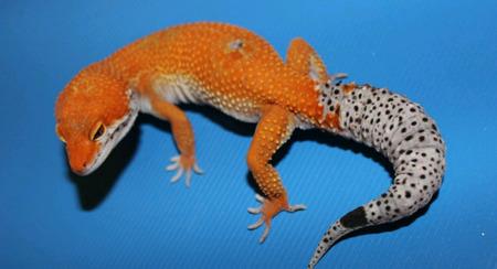 Image result for leopard gecko morphs