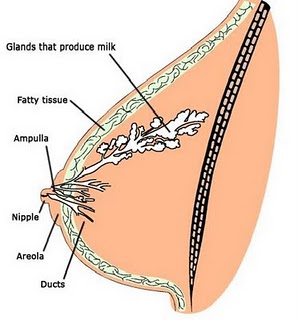 areola, big areolas, puffy areolas, gland ducts, produce milk