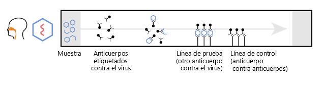 Este diagrama muestra la función de un ensayo de flujo lateral: la muestra de la izquierda, el anticuerpo marcado contra un virus se mueve a lo largo de la prueba hasta una "línea de prueba" (otro anticuerpo contra el virus) y una línea de control (anticuerpo contra los anticuerpos).