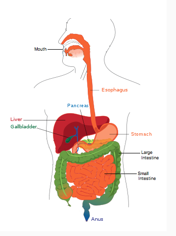 Biology - The Digestive Sytem: Draw and label a diagram of the digestive  system