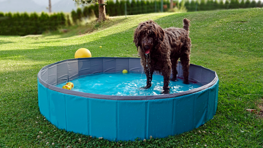 Swimming Pools for Dogs0123